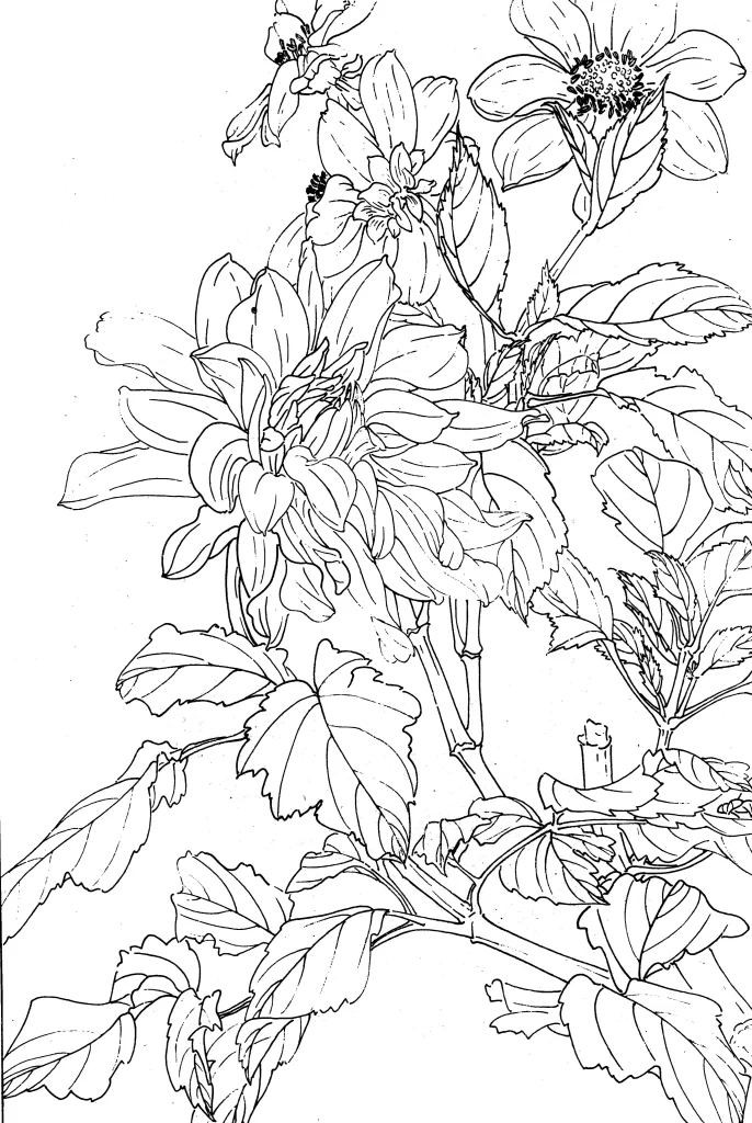 Dahlia Chinese Line Drawing Botanical Art