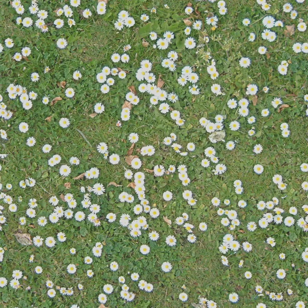 Daisies Lawn Nature Greenery