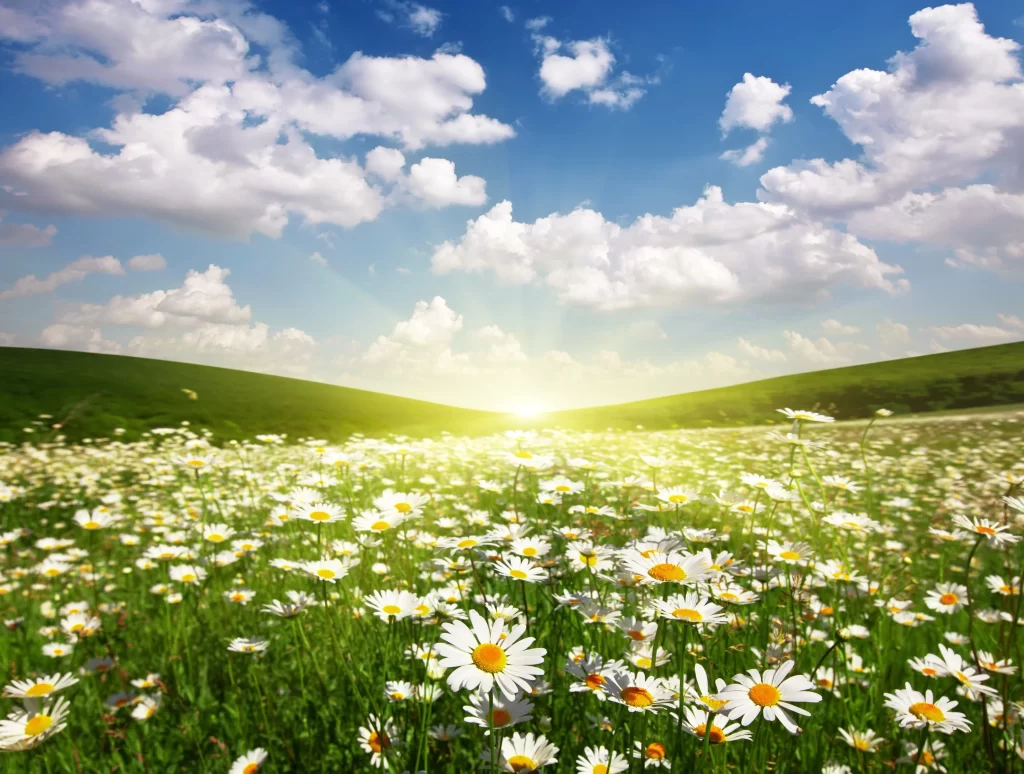 Daisy White Yellow Green Blue Sky Sun