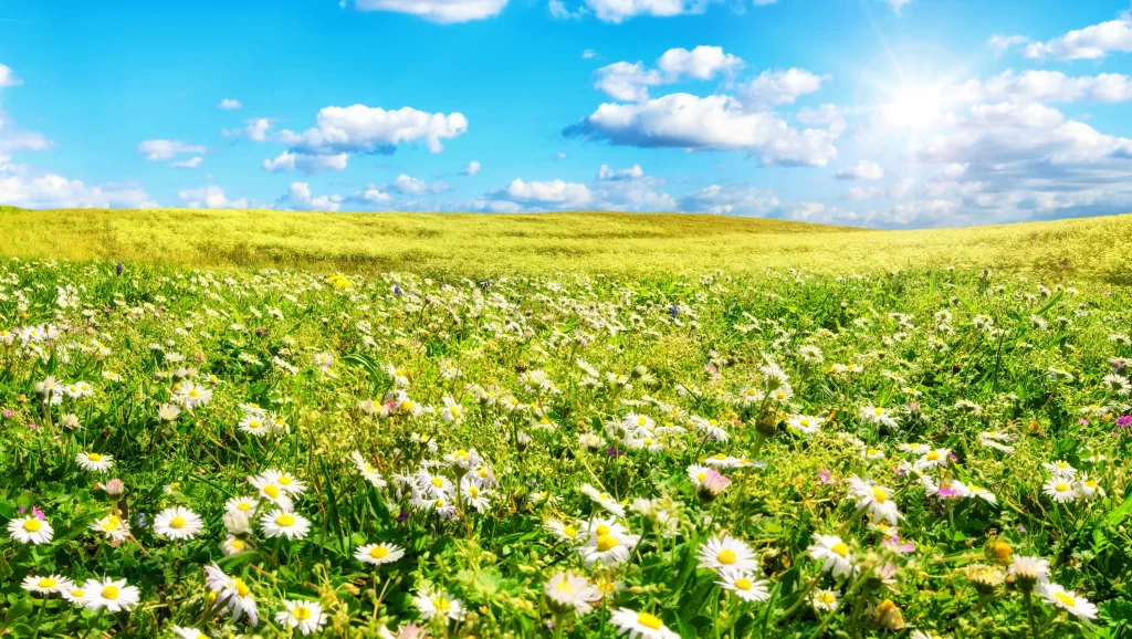 Daisy White Yellow Green Field Blue Sky