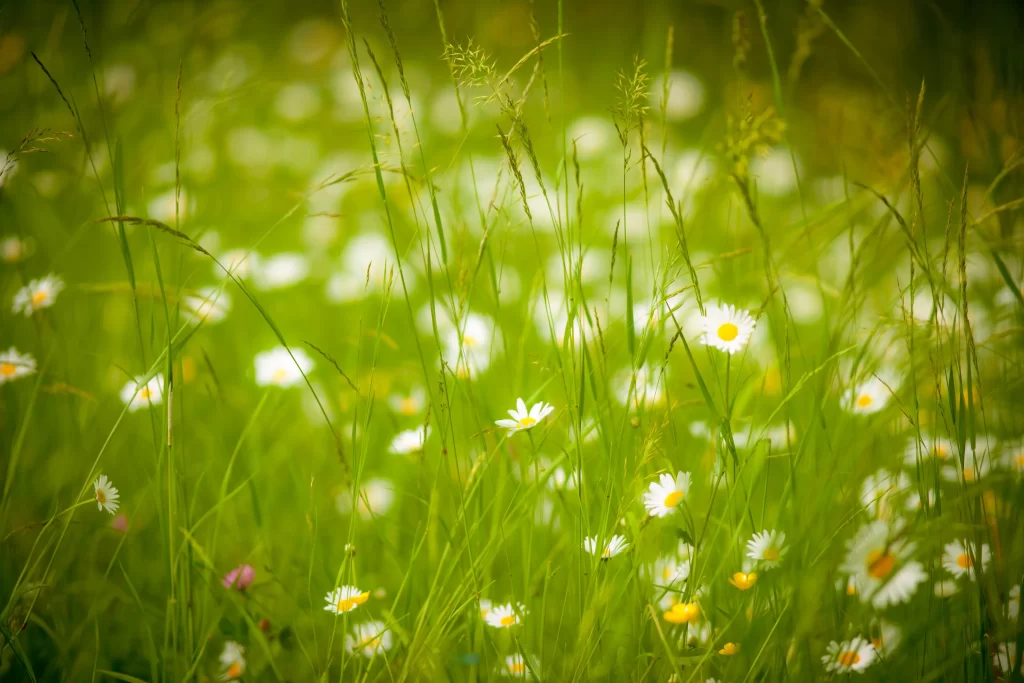 Daisy White Yellow Green Tall Grass Blooming