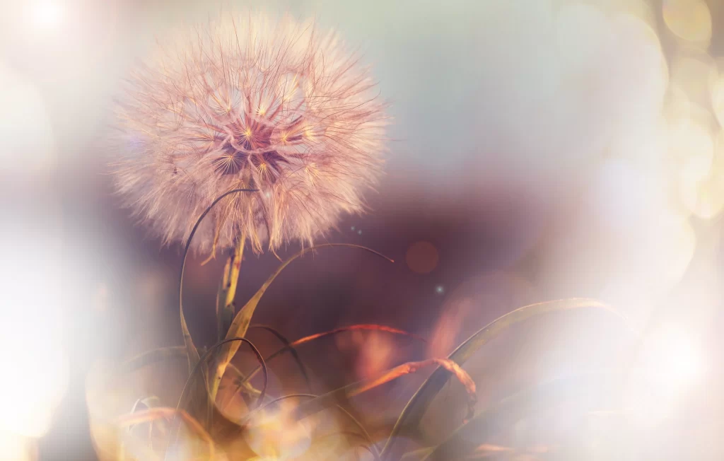 Dandelion Delicate White Pink Fuzzy Seed Head Nature