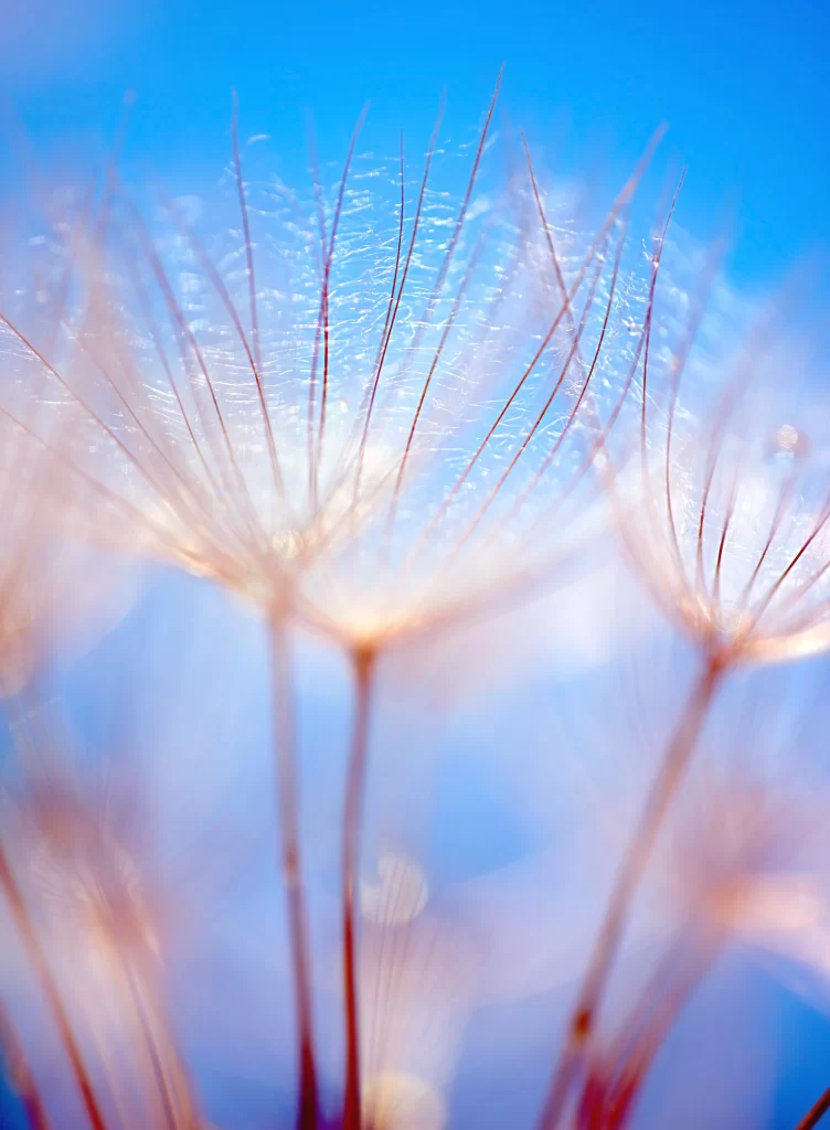 Dandelion Delicate White Feathery Soft Blue Background