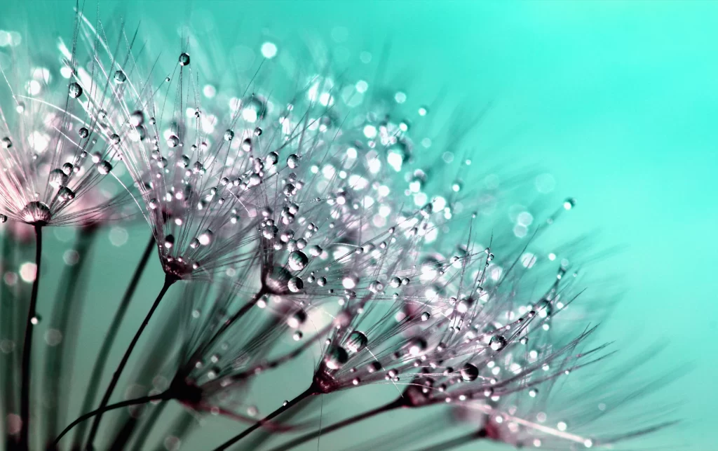 Dandelion Dewdrops Delicate White Softness