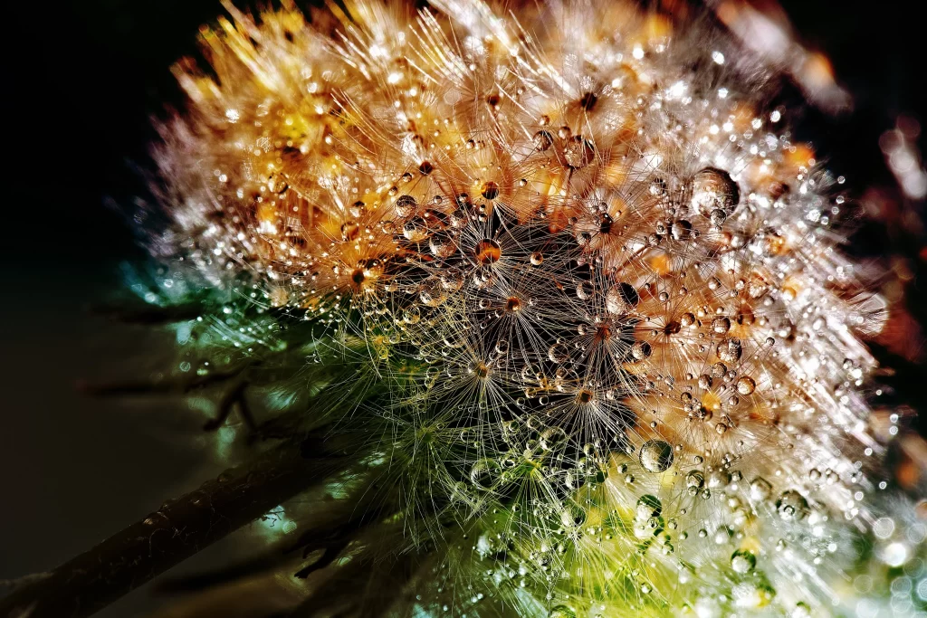 Dandelion Dewdrops White Green Brown