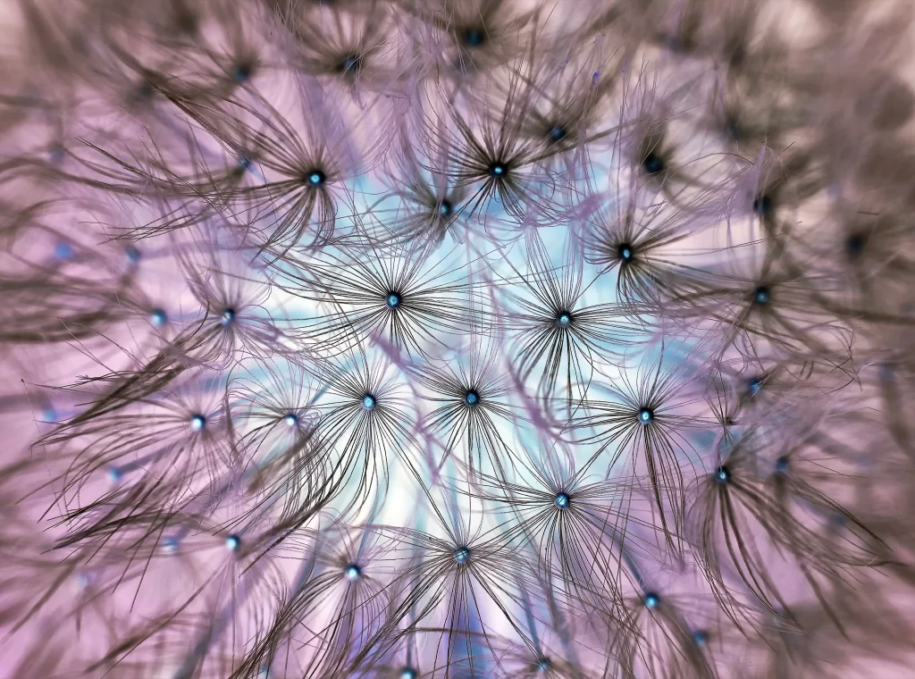 Dandelion Purple Blue Delicate Feathers Radiant