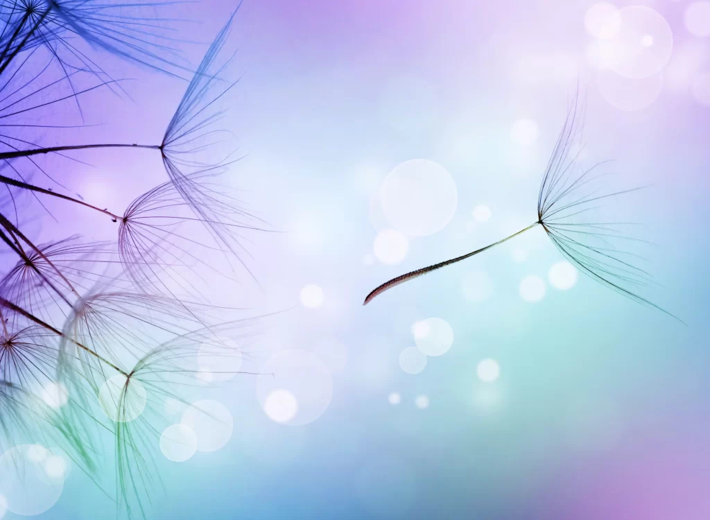 Dandelion Purple Blue Soft Focus Delicate Feathers