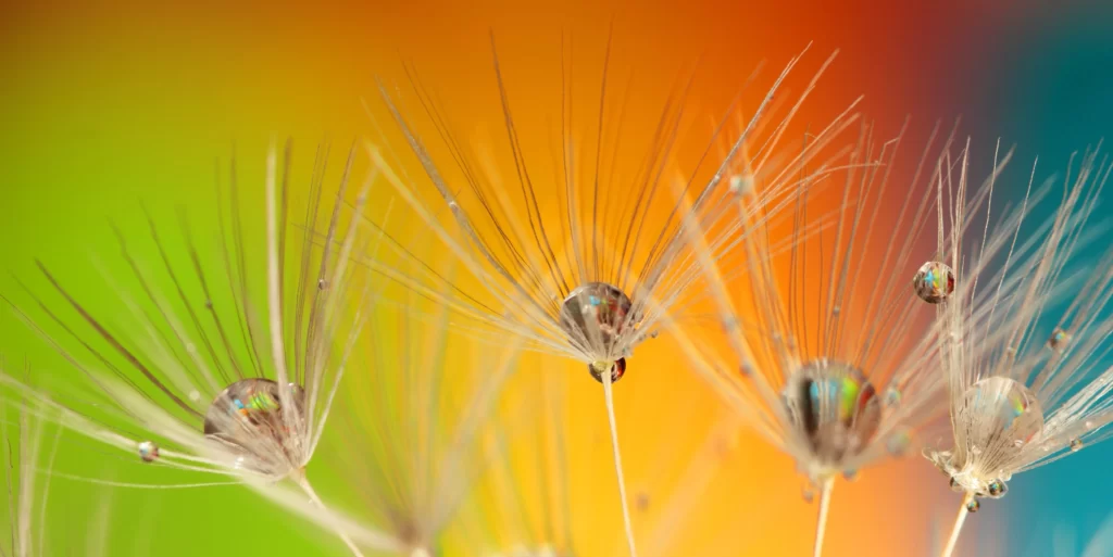 Dandelion Rainbow Background Dewdrops Delicate Feathers