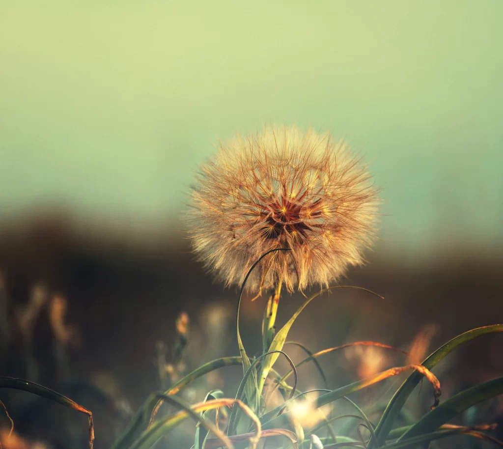 Dandelion Seed Head Green Grass Brownish Yellow