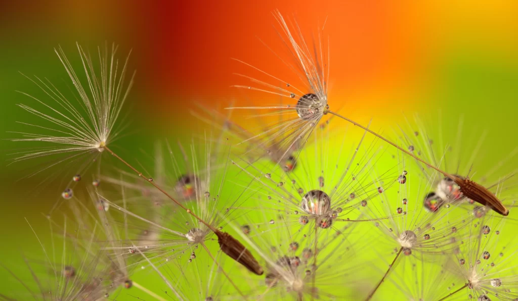 Dandelion Seed Head White Tassels Green Orange Background Dewdrops