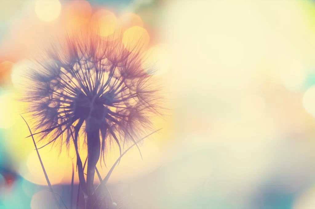 Dandelion Silhouette Backlit Delicate Feathers Pastel Hues