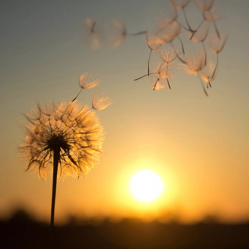 Dandelion Silhouette Seedlings Sunset Glow