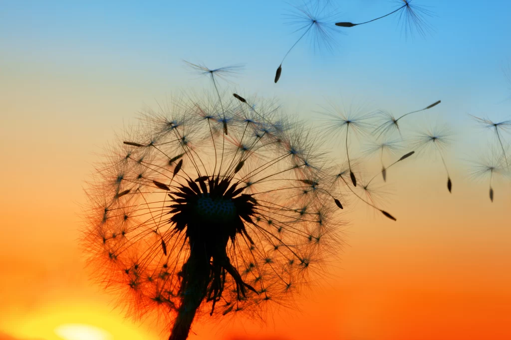 Dandelion Silhouette Seed Heads Orange Sunset
