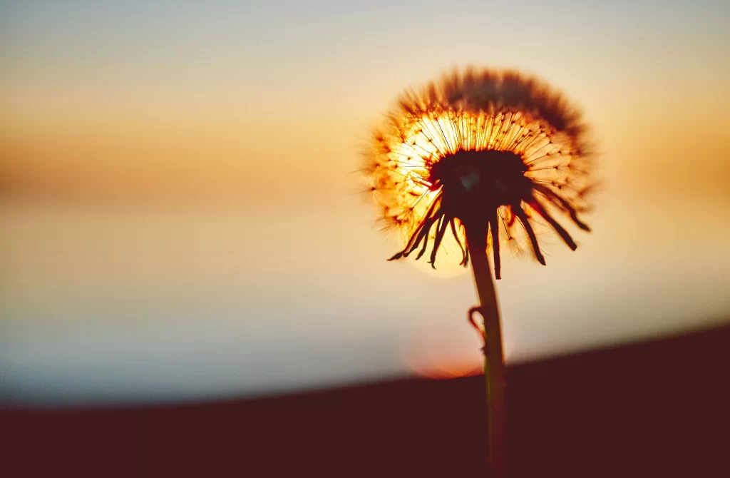 Dandelion Silhouette Sunlight Orange Yellow