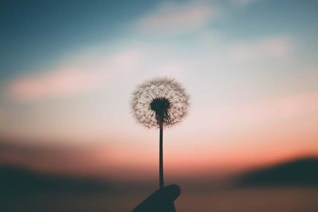Dandelion Silhouette Sunset Sky Pink Orange