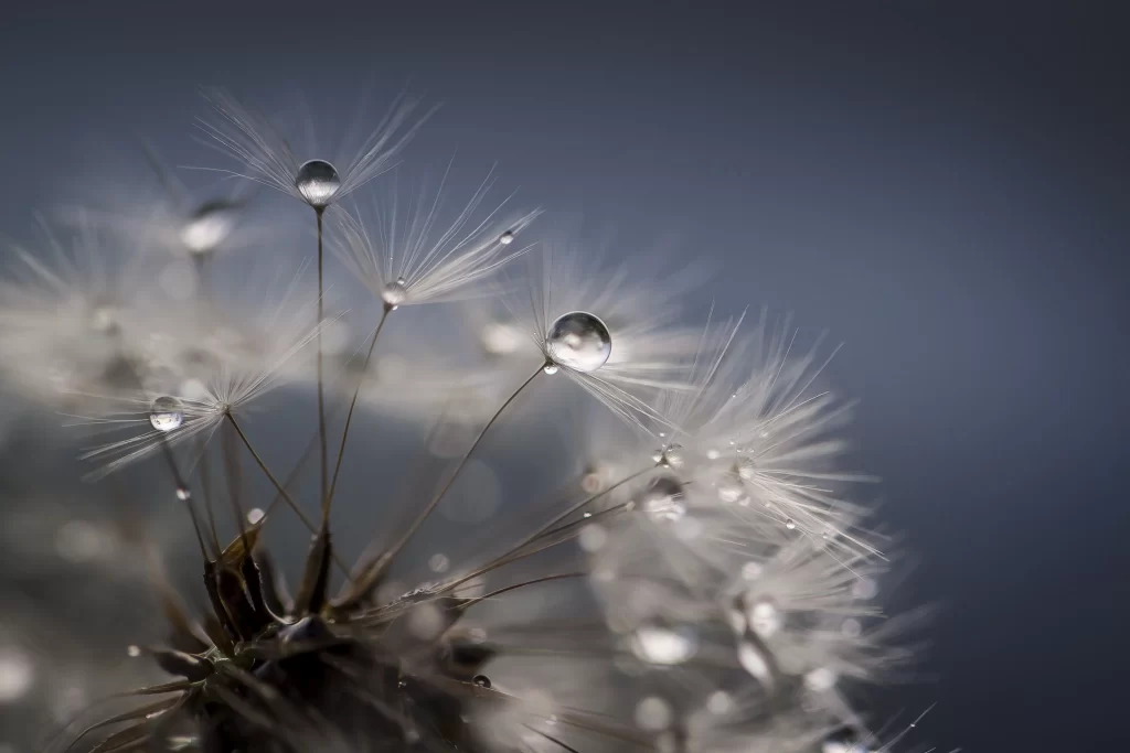 Dandelion White Delicate Feathery Dewdrops