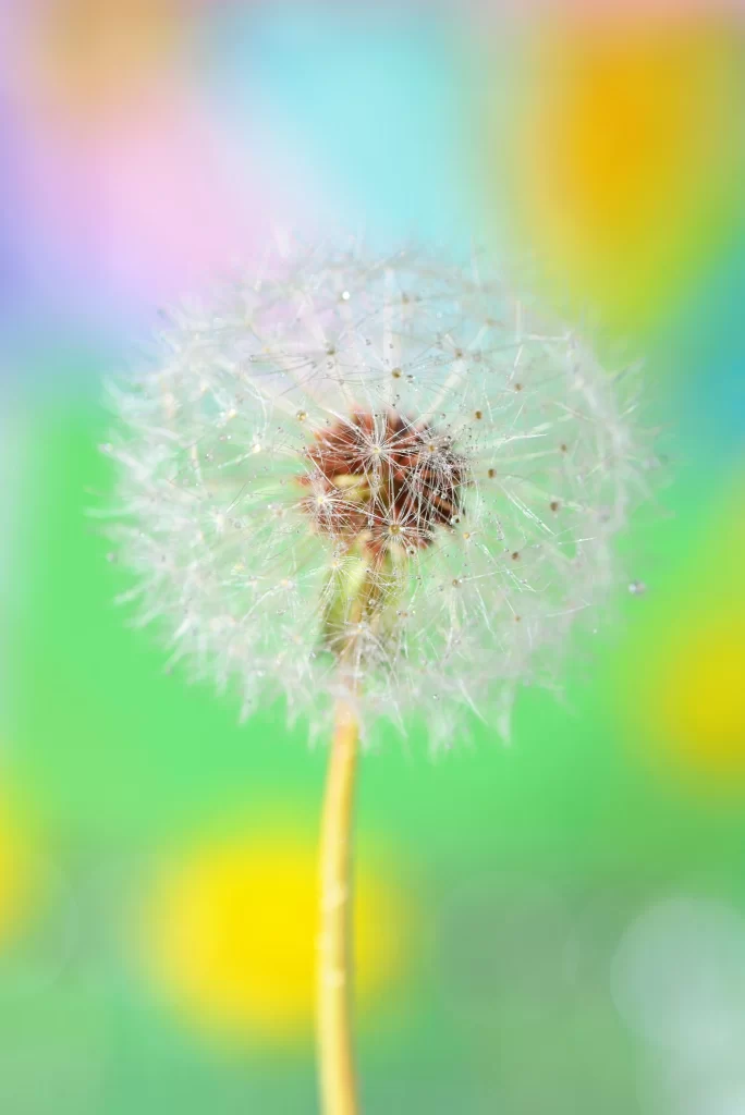 Dandelion White Delicate Feathery Seeds Green Background