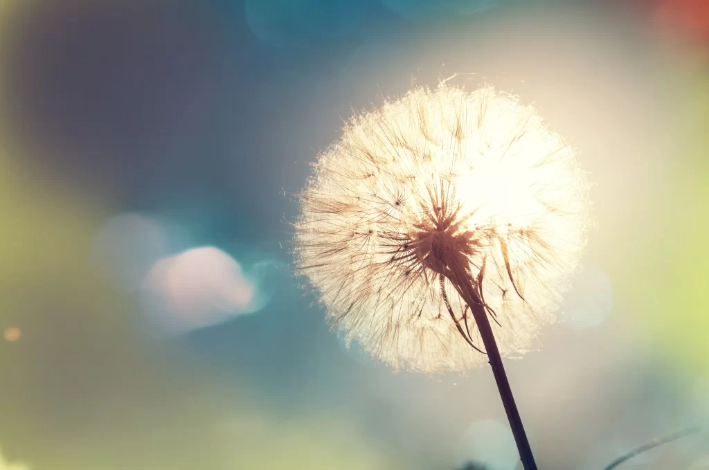 Dandelion White Delicate Feathery Backlit