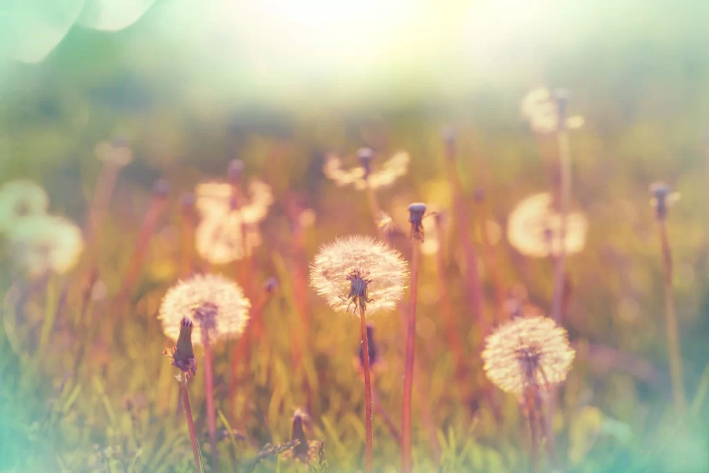 Dandelion White Delicate Soft Focus Sunlight