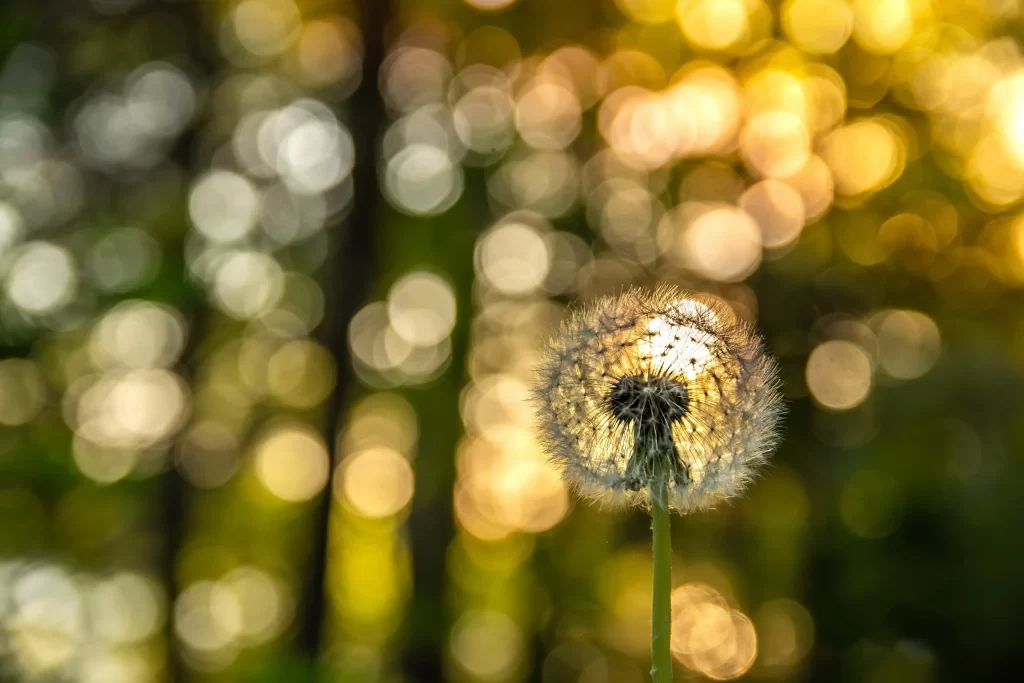 Dandelion White Delicate Feathery Sunlit Backdrop