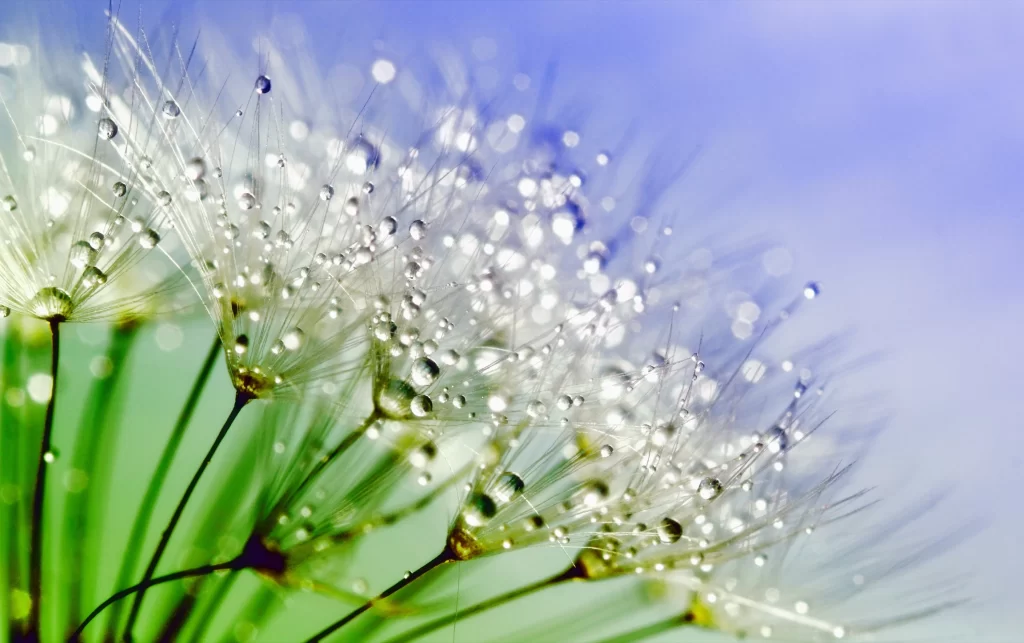 Dandelion White Dewdrops Delicate Fuzzy Green