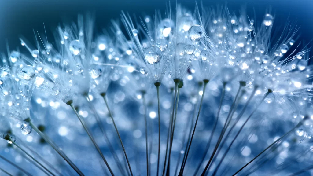 Dandelion White Dewdrops Delicate Feathers Blue Background