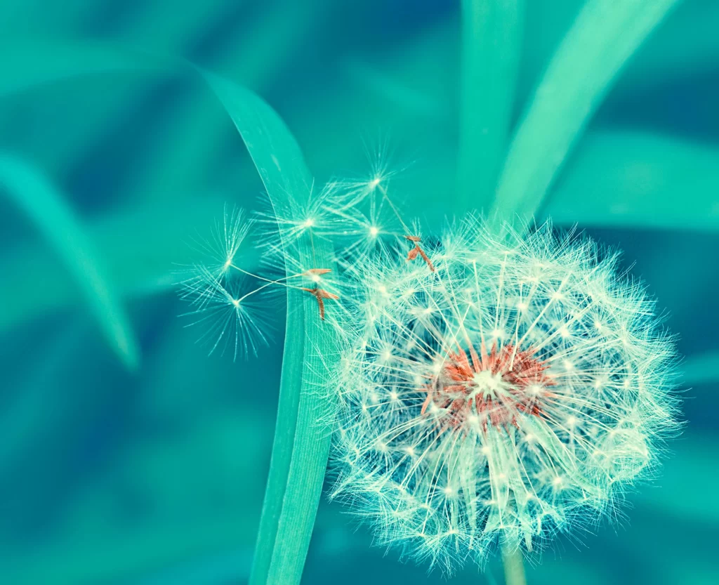 Dandelion White Feathery Seeds Green Leaves