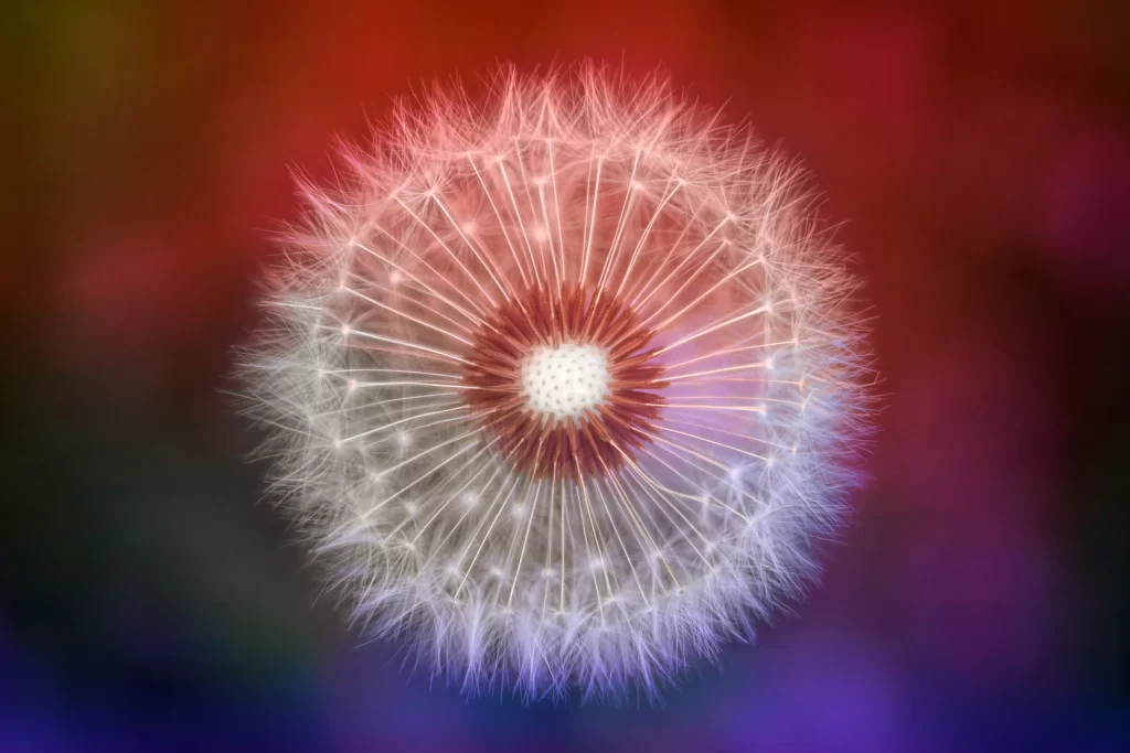 Dandelion White Feathery Seeds Radiant Multicolored Background