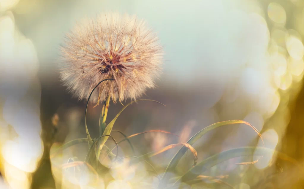 Dandelion White Fuzzy Seeds Soft Focus Nature