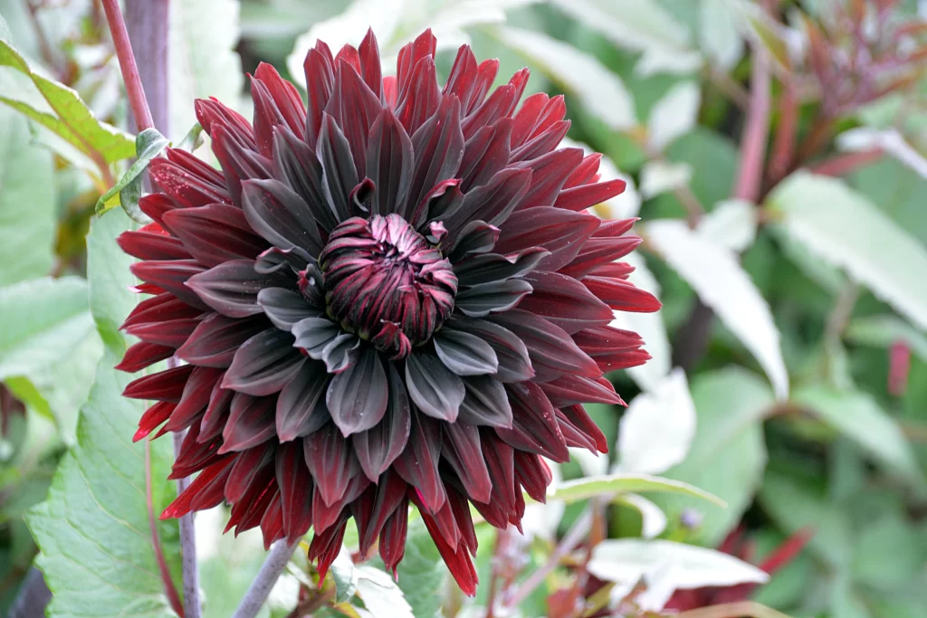 Dark Red Chrysanthemum Petals Layered Dense