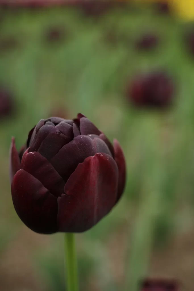 Dark Red Tulip Petals Texture Green Background