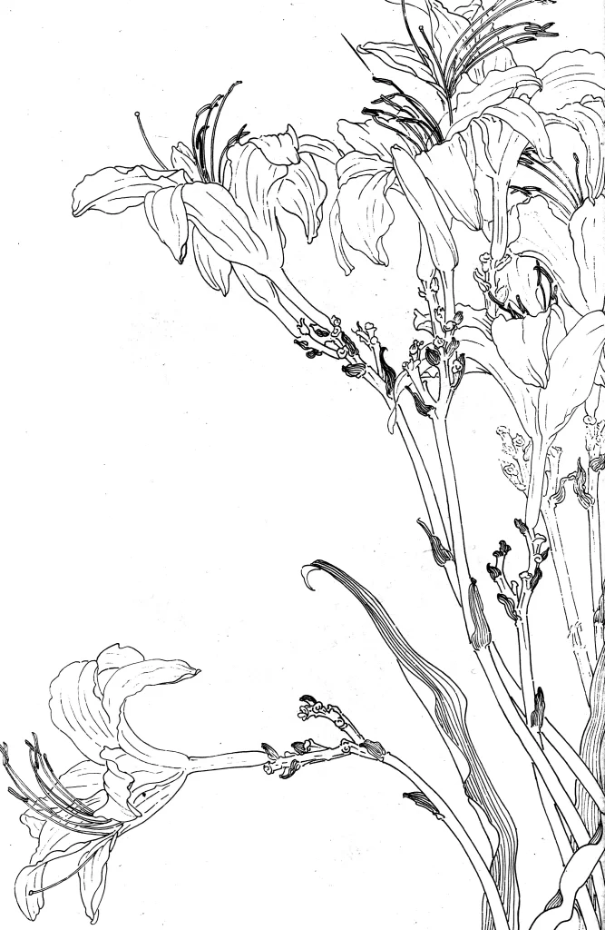 Daylily Chinese Line Drawing Botanical Art