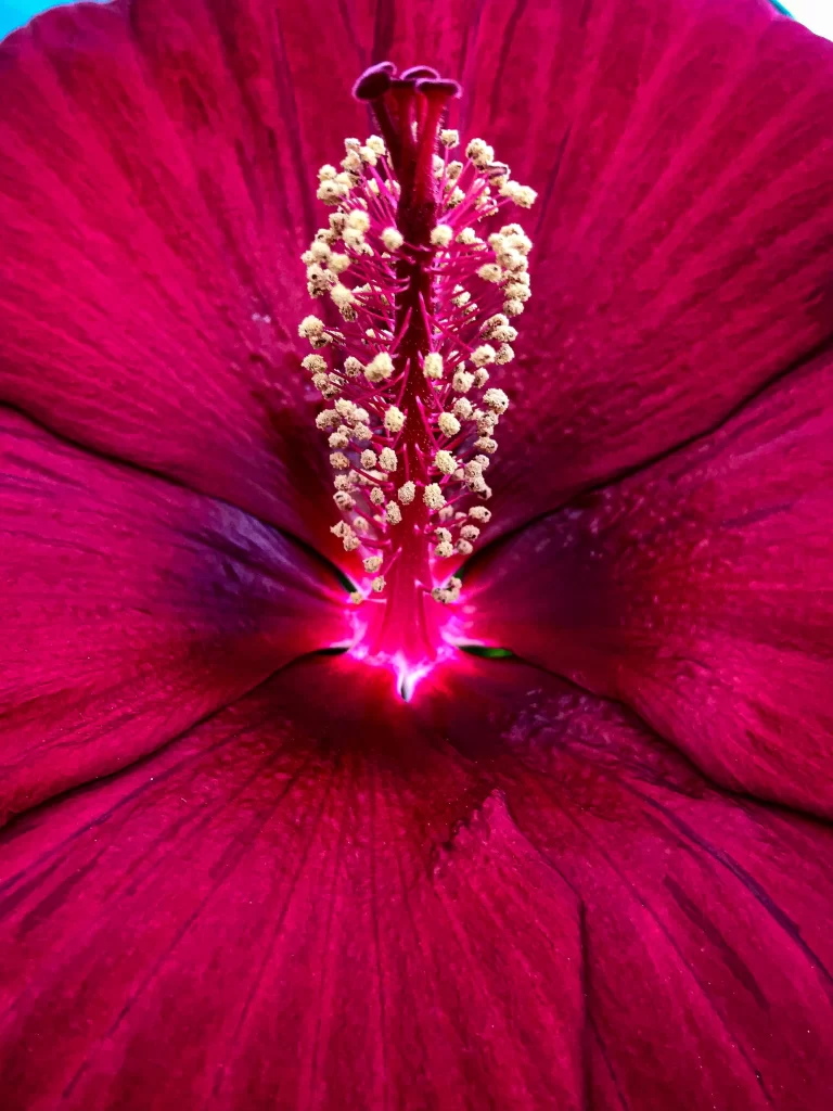 Deep Pink Hibiscus Petals Center Stamen