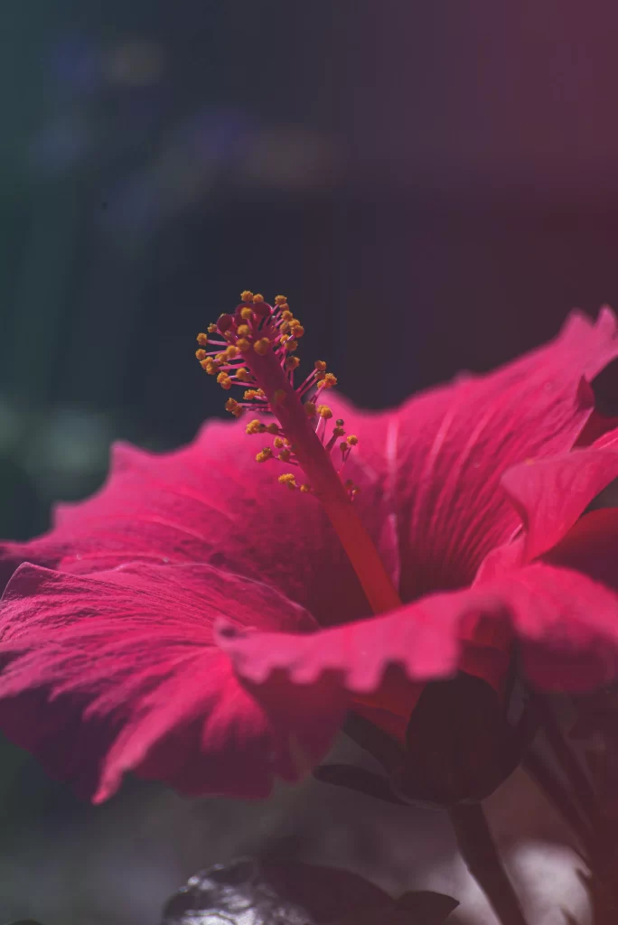 Deep Pink Hibiscus Stamen Petals Texture