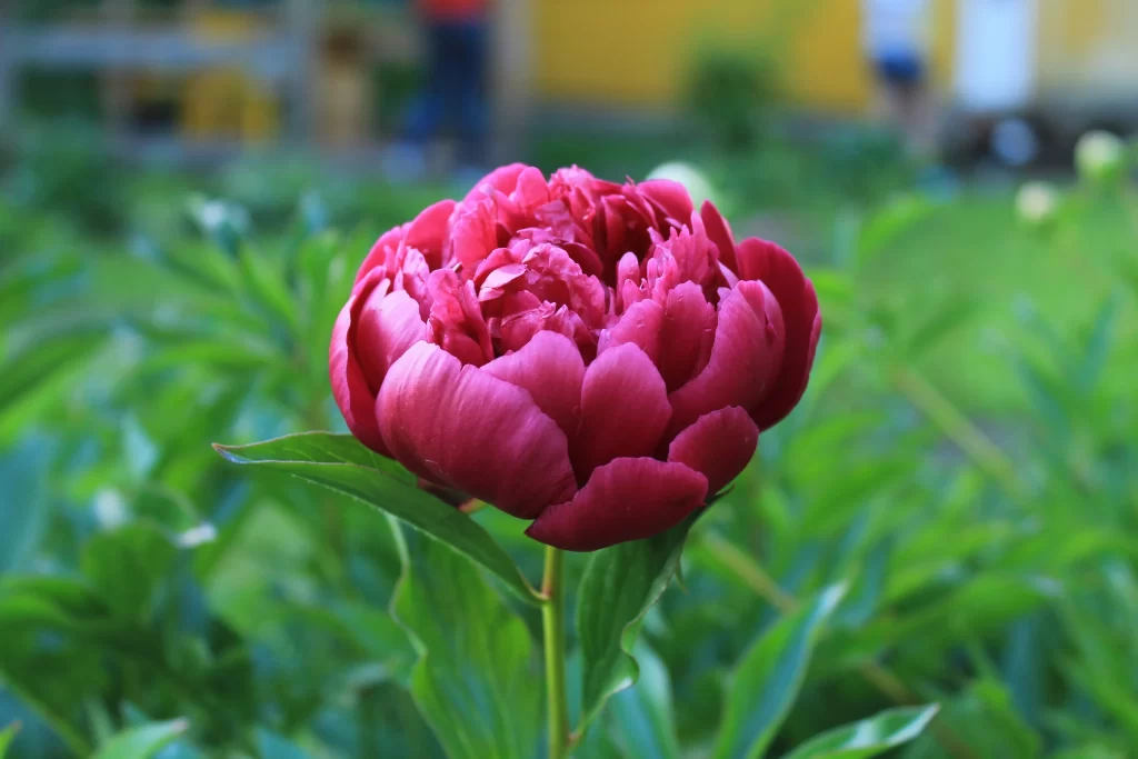 Deep Pink Peony Petals Full Bloom Green Leaves