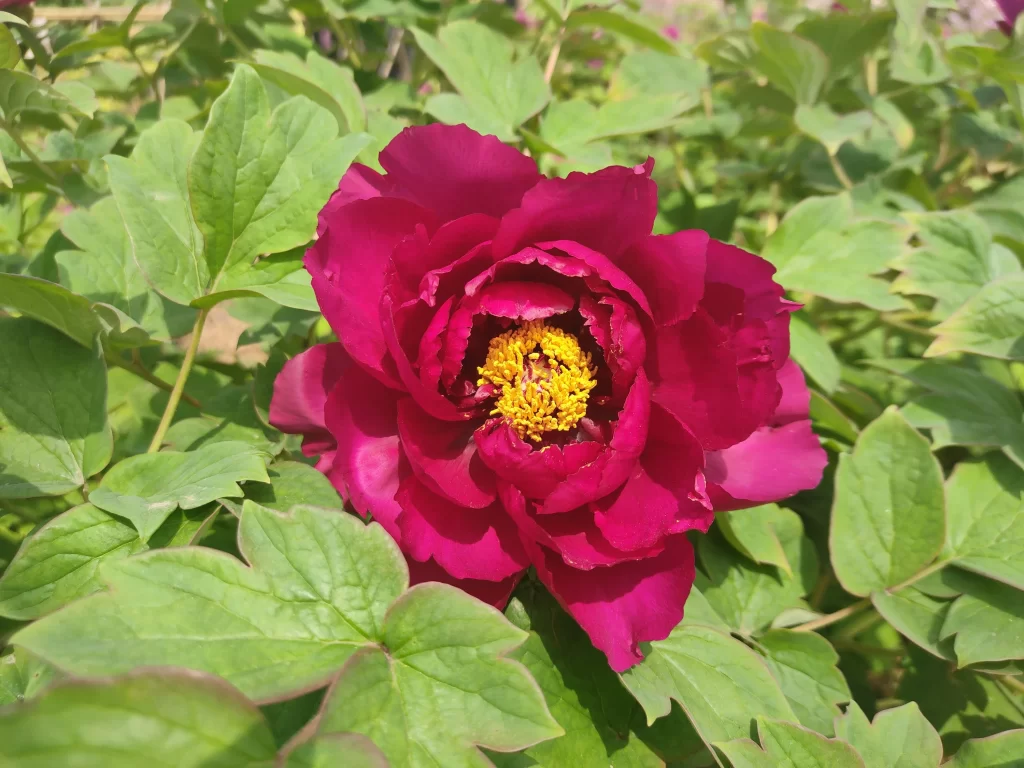 Deep Pink Peony Petals Yellow Center Green Leaves