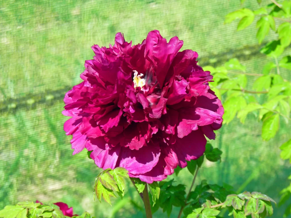 Deep Pink Peony Ruffled Petals Green Leaves