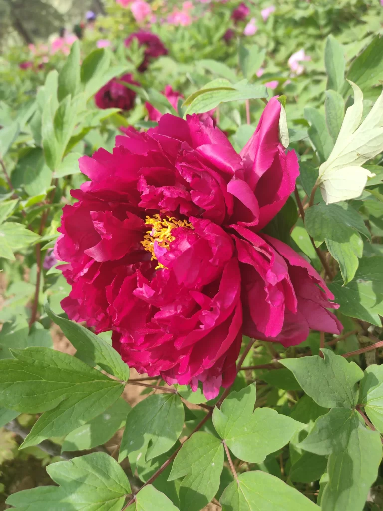 Deep Pink Peony Ruffled Petals Yellow Stamen Green Leaves