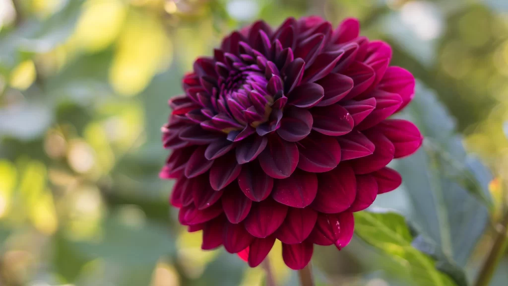 Deep Purple Dahlia Petals Rounded Layers