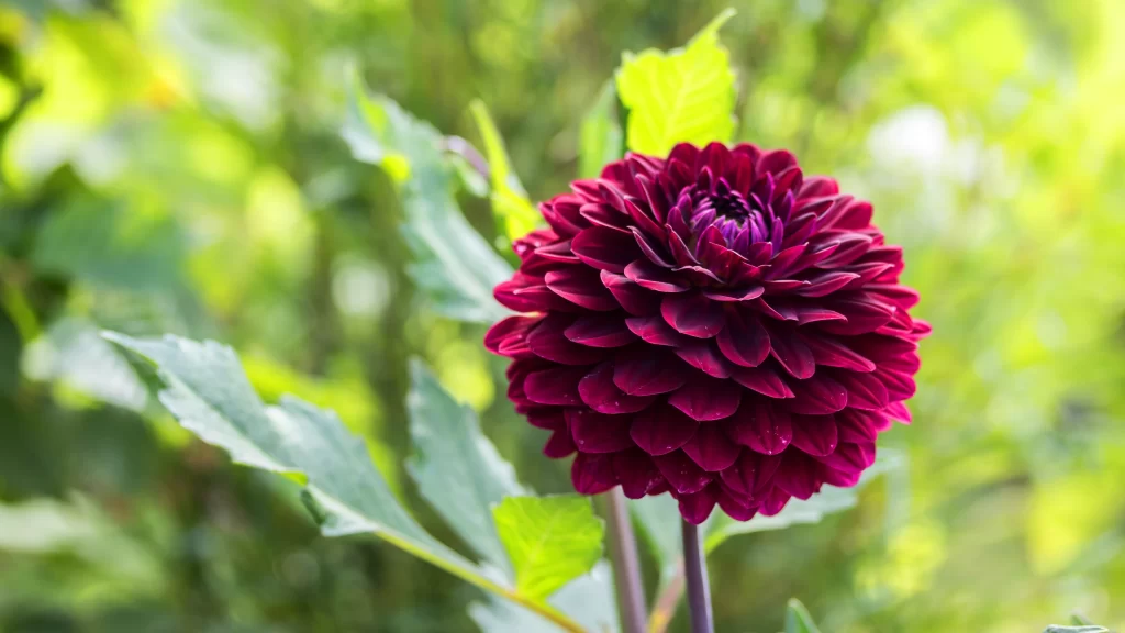 Deep Purple Dahlia Petals Rounded Layers Green Leaves