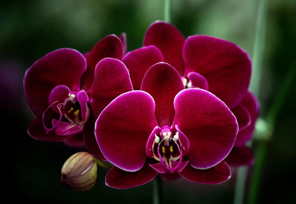 Deep Purple Orchid Petals Blooming Bud