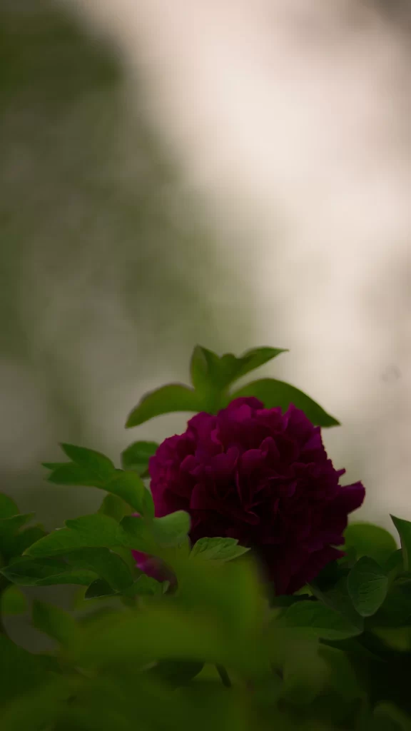 Deep Purple Peony Ruffled Petals Green Leaves