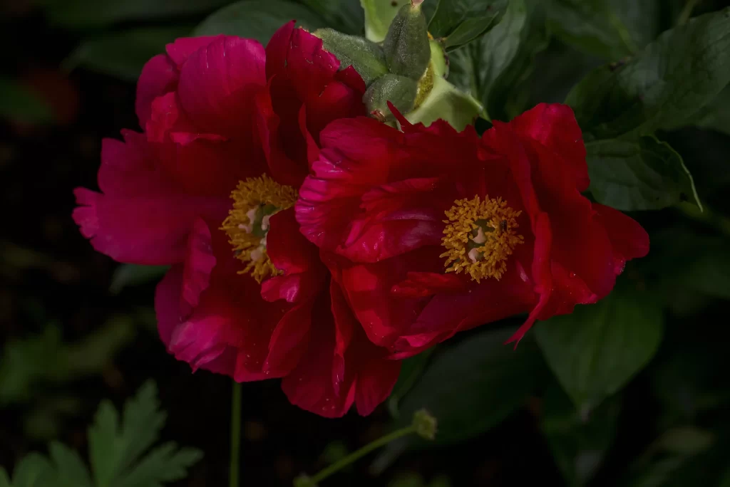 Deep Red Peony Petals Yellow Stamen Dark Green Leaves