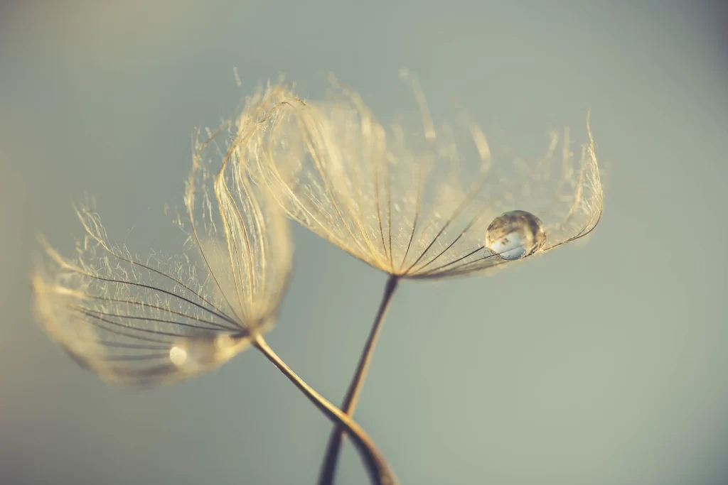 Delicate Feathery White Softness Dewdrops