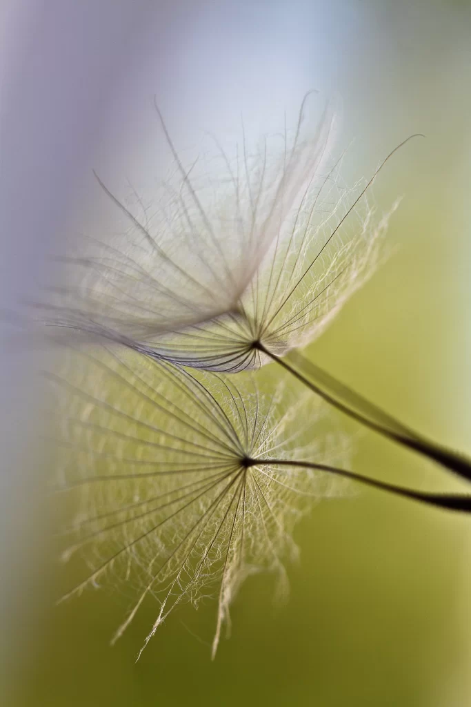 Delicate White Dandelion Seed Head Fuzzy Feathery Green Background
