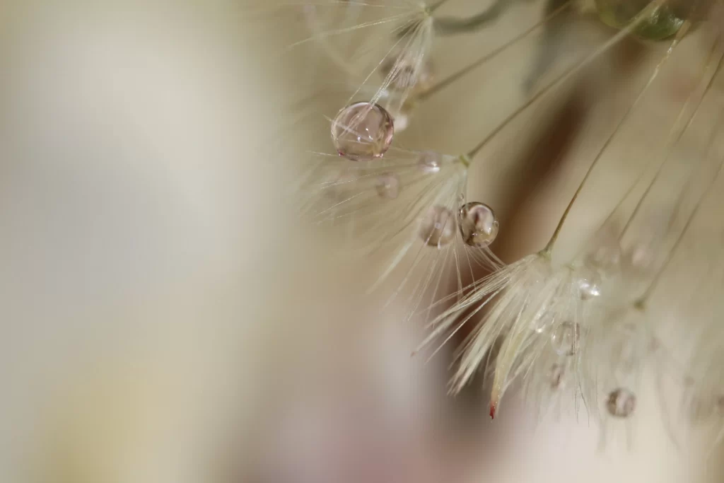 Delicate White Dandelion Dewdrops Fuzzy Tendrils Nature