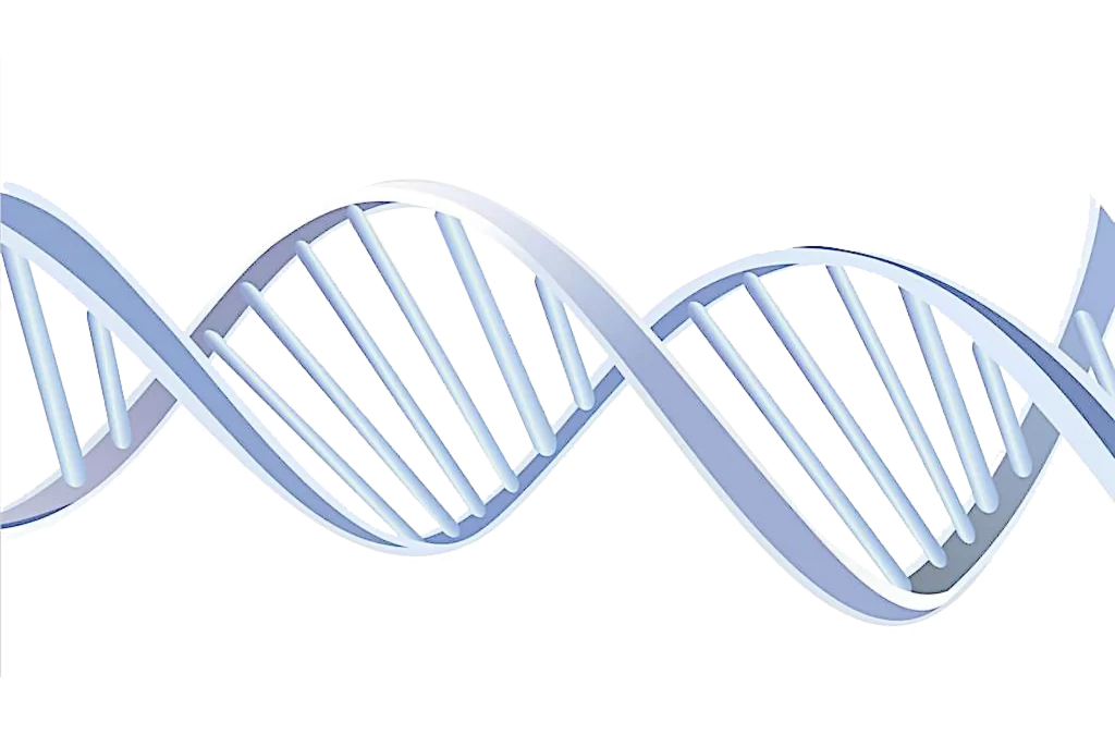 DNA Helix Double-stranded Structure