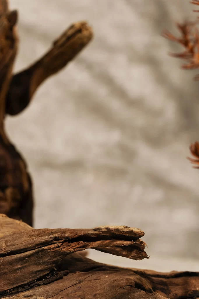 Driftwood Nature Texture Organic