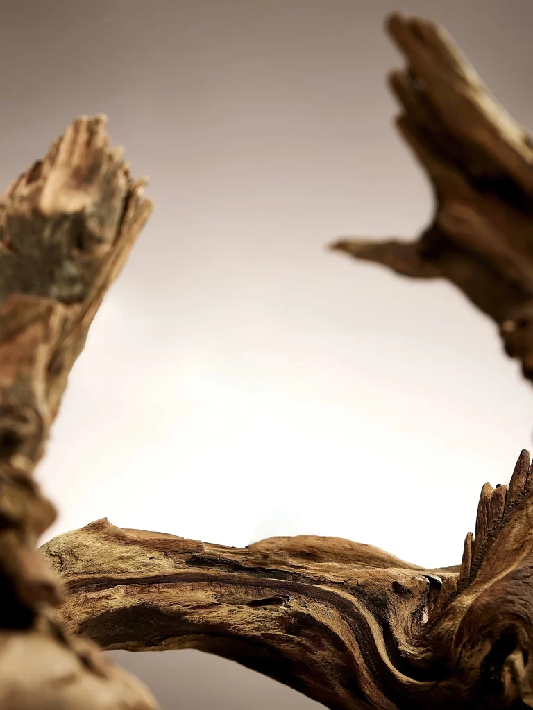 Driftwood Nature Texture Organic Form