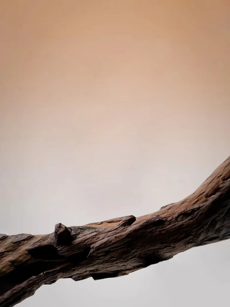 Driftwood Nature Texture Sky